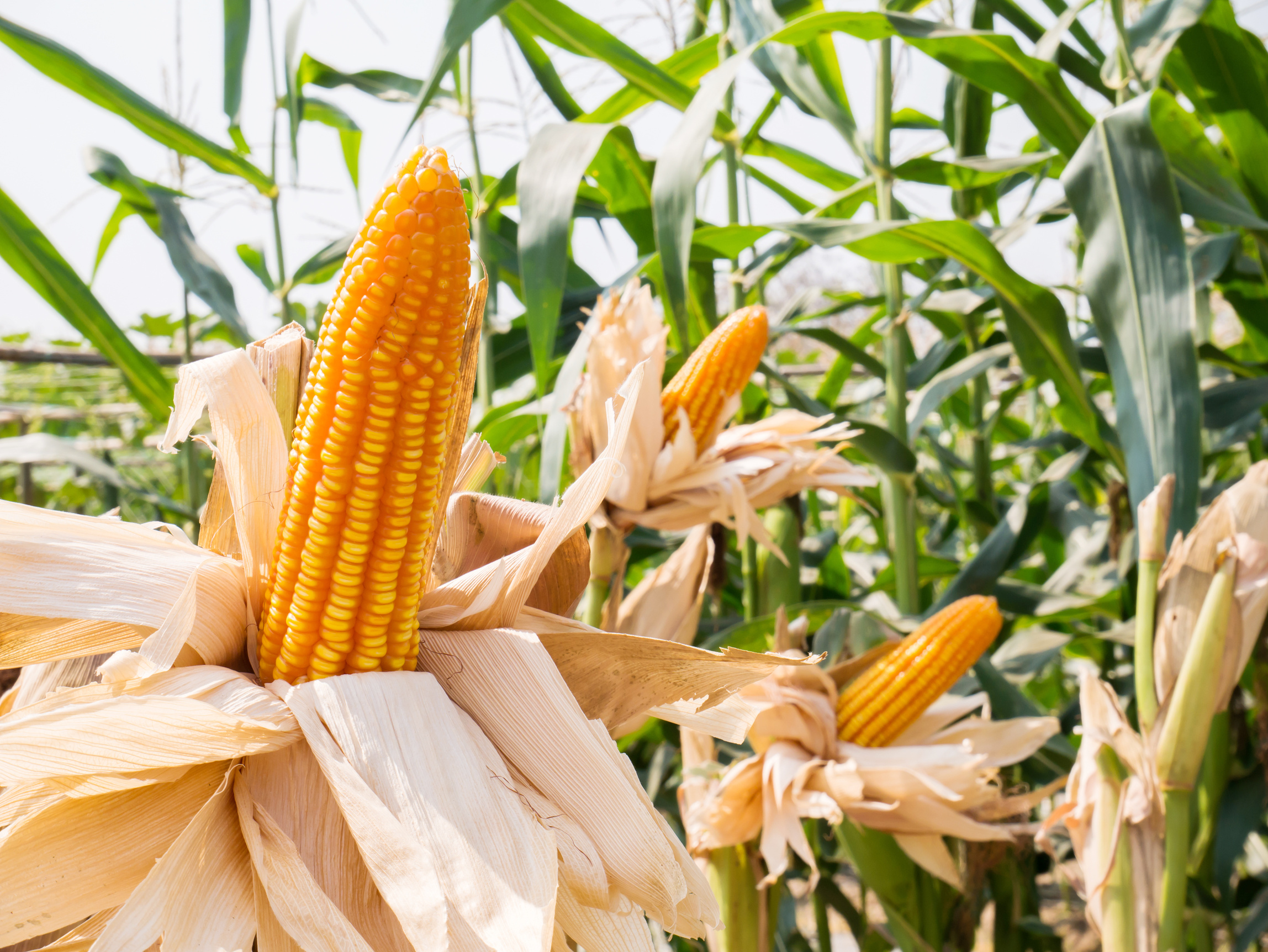 Corn field