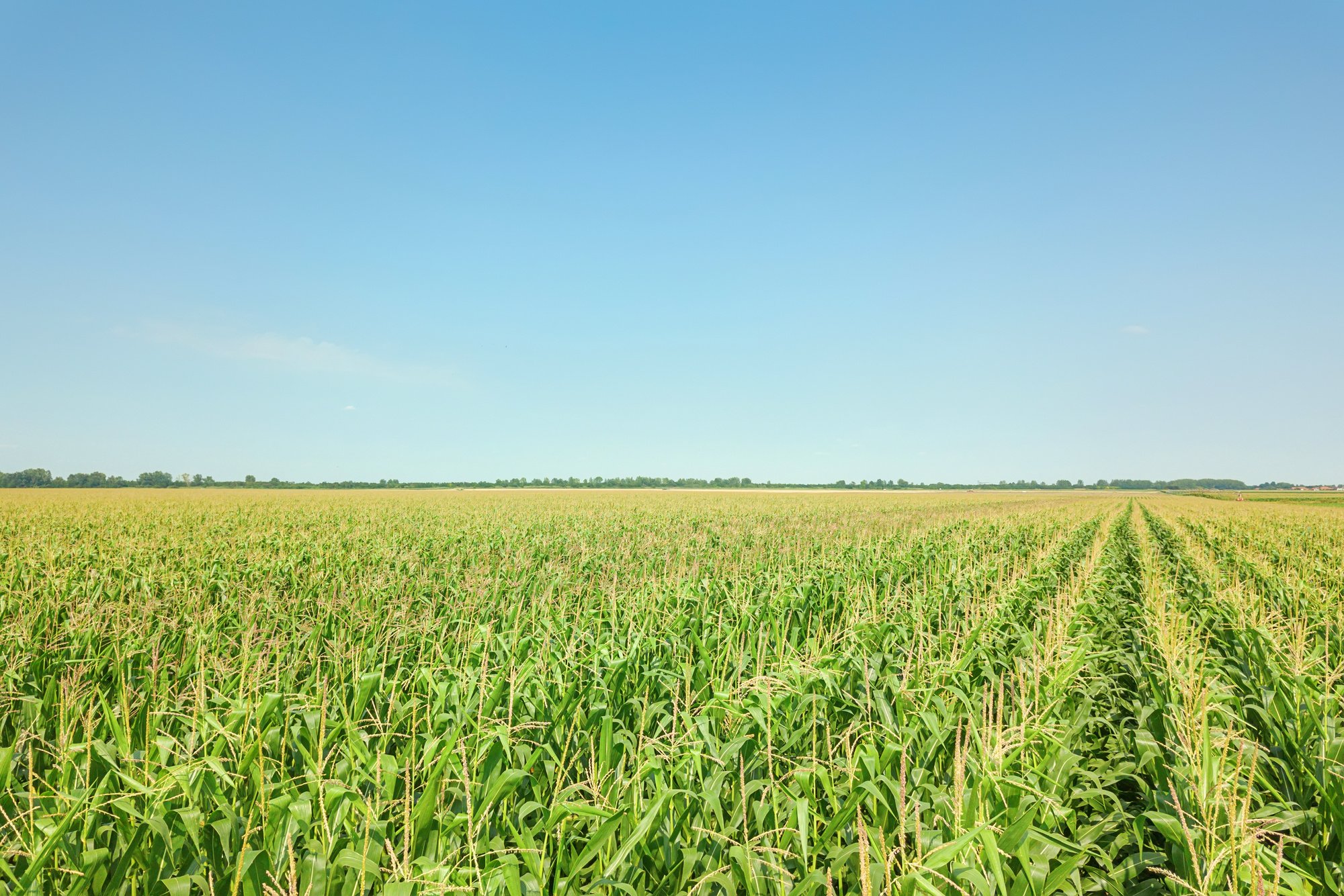 Green corn field, Corn field.